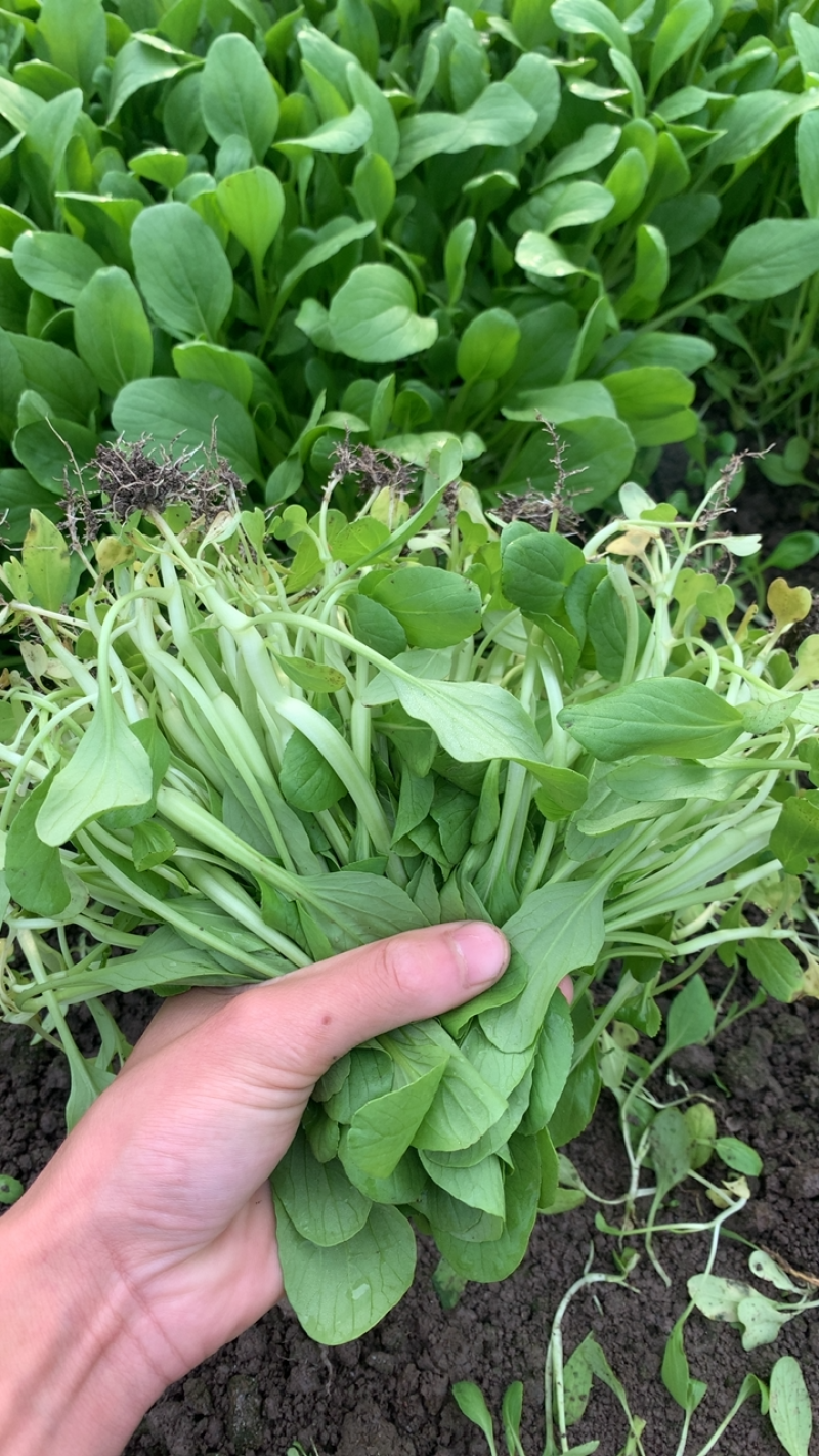 鸡毛菜