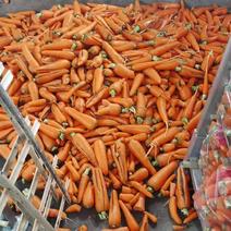 胡萝卜渣大量供应加工厂，养殖场用红萝卜货源充足随时可发