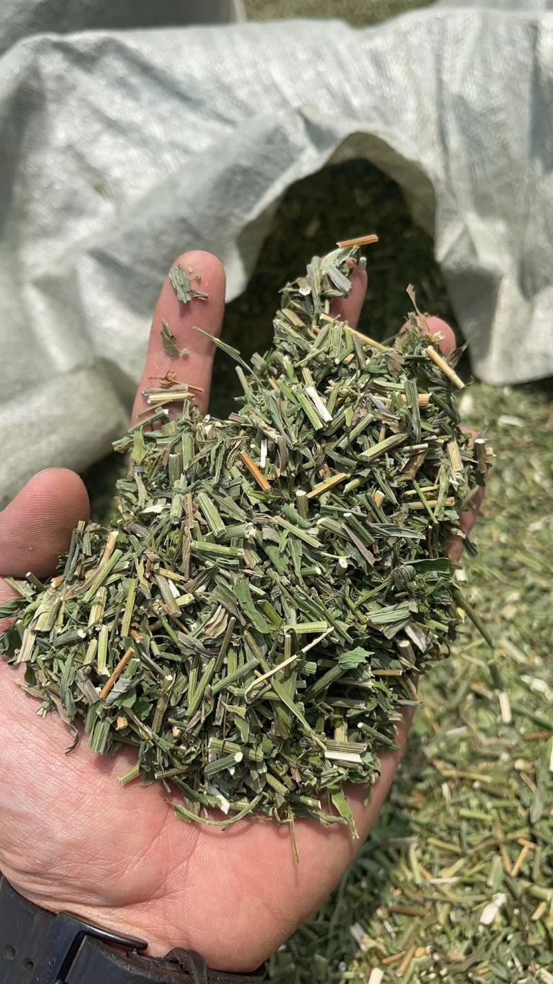 柴胡青苗柴胡苗