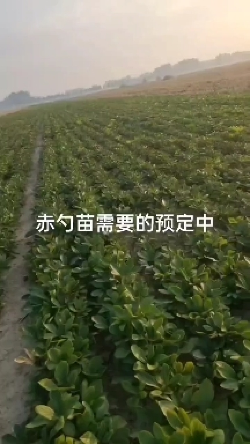 赤勺苗