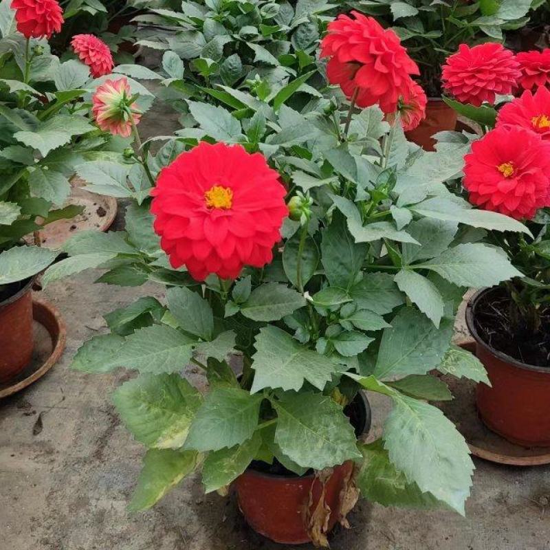 小丽花基地直销，大量供应，可实地看货，一手货源。