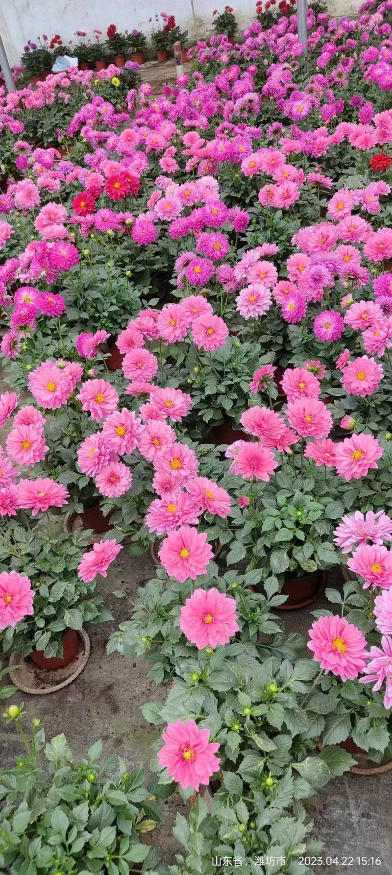 小丽花基地直销，大量供应，可实地看货，一手货源。