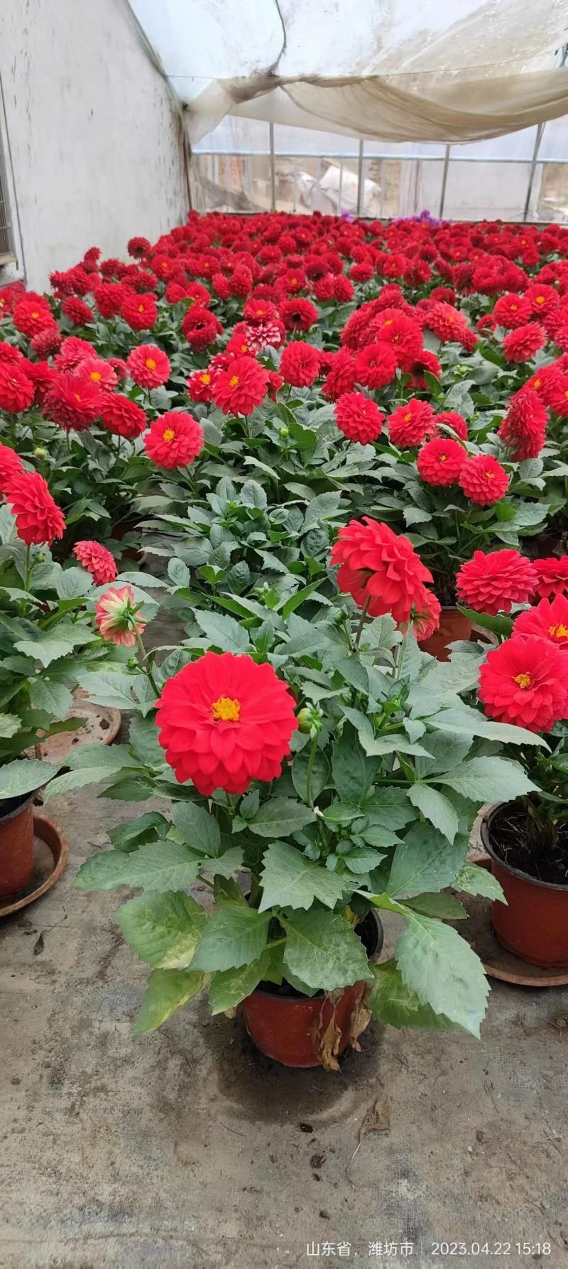 小丽花基地直销，大量供应，可实地看货，一手货源。