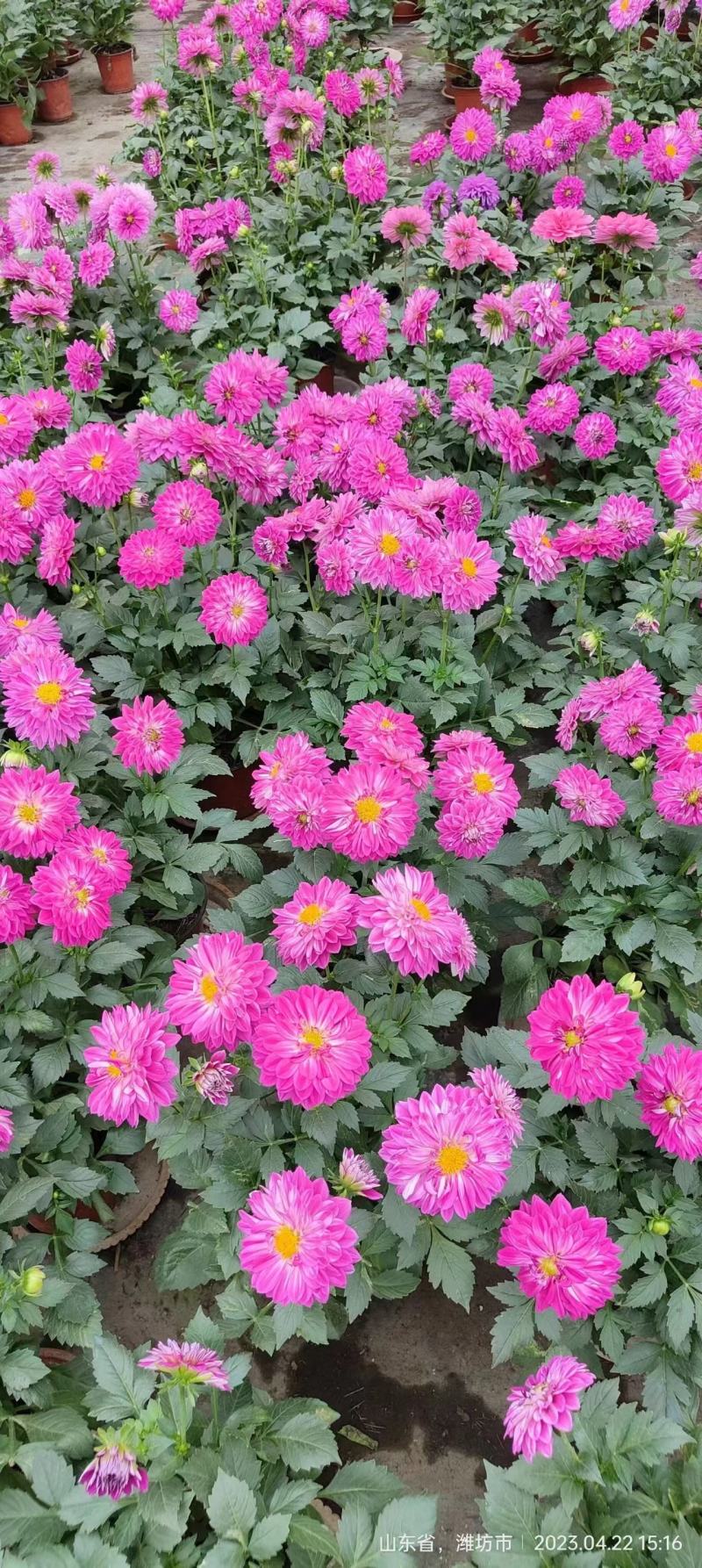 小丽花基地直销，大量供应，可实地看货，一手货源。