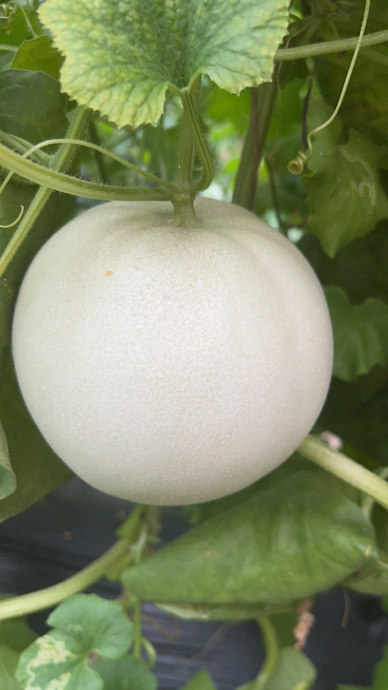 爆品海南玉菇甜瓜大量上市欢迎电商平台社区团购对接一件代发