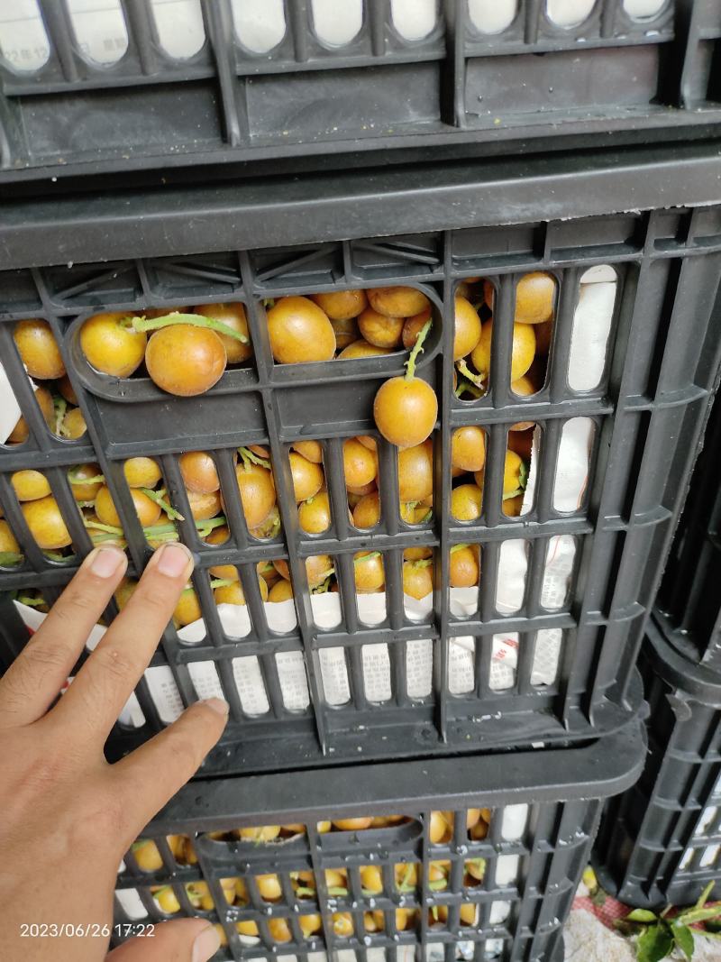 浦北黑黄皮27号大量上市了，