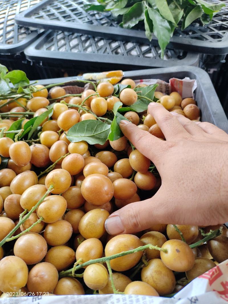 浦北黑黄皮27号大量上市了，