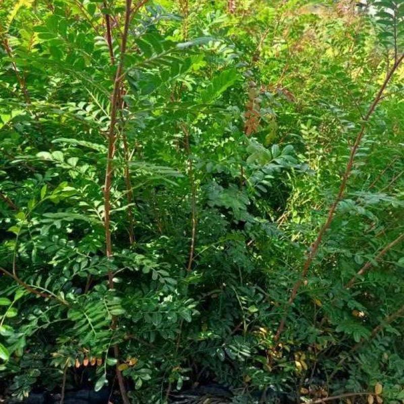 清香木小中袋清香木基地供应薄利多销