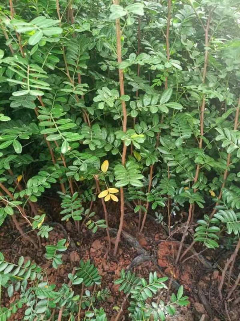 清香木小中袋清香木基地供应薄利多销