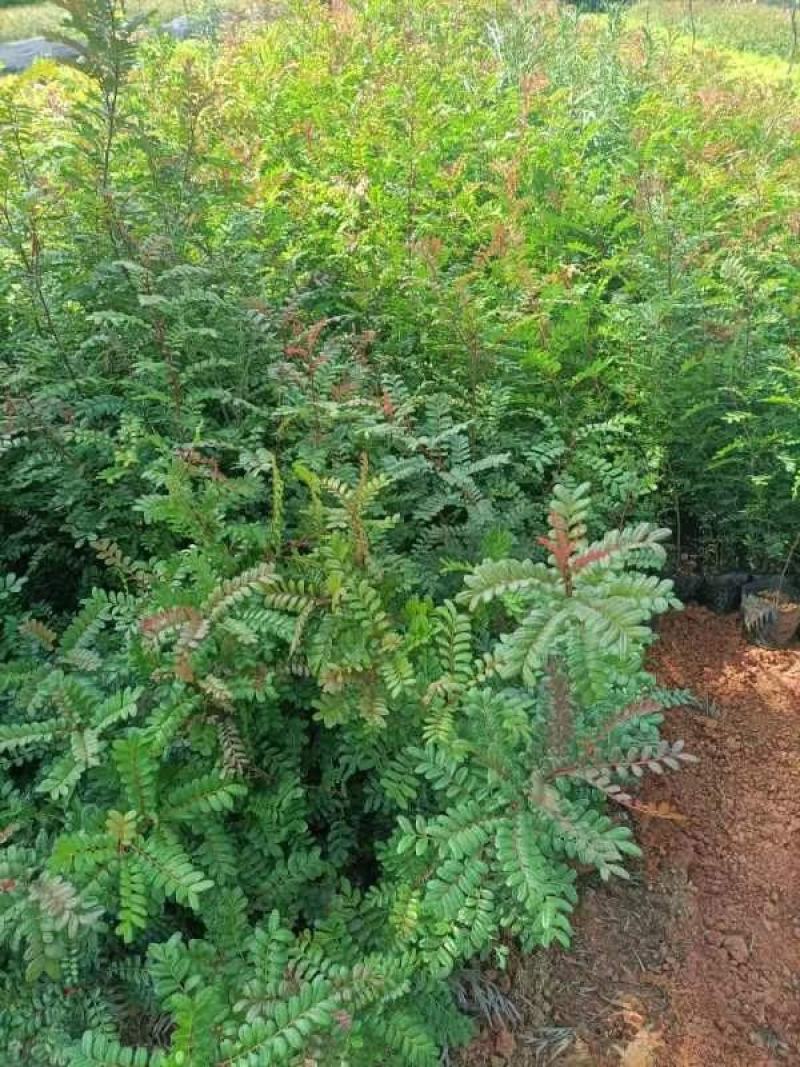 清香木小中袋清香木基地供应薄利多销