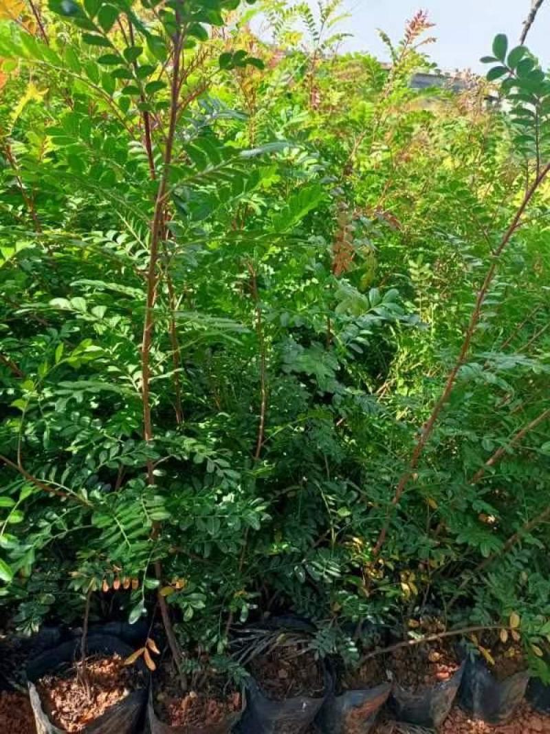 清香木小中袋清香木基地供应薄利多销