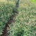 清香木小中袋清香木基地供应薄利多销