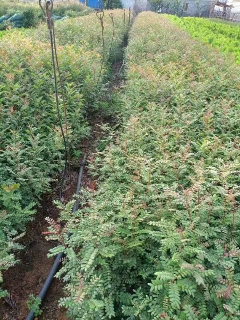 清香木小中袋清香木基地供应薄利多销