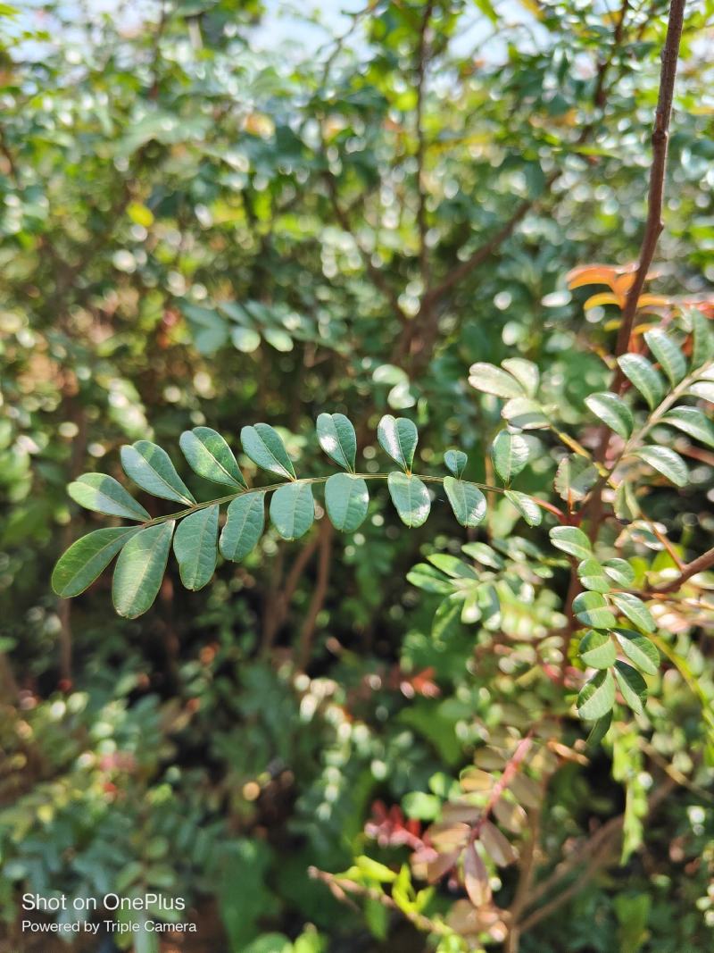 清香木小中袋清香木基地供应薄利多销