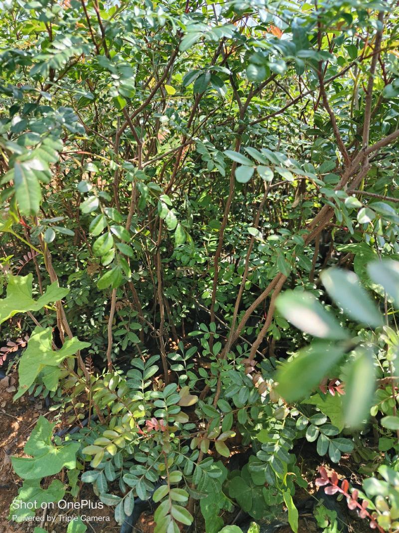 清香木小中袋清香木基地供应薄利多销