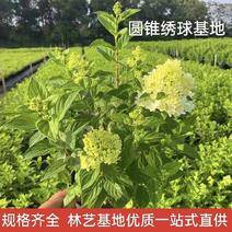 圆锥绣球花苗盆栽香草草莓四季开花花卉室内易成活好养植物