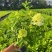 圆锥绣球花苗盆栽香草草莓四季开花花卉室内易成活好养植物