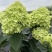 圆锥绣球花苗盆栽香草草莓四季开花花卉室内易成活好养植物
