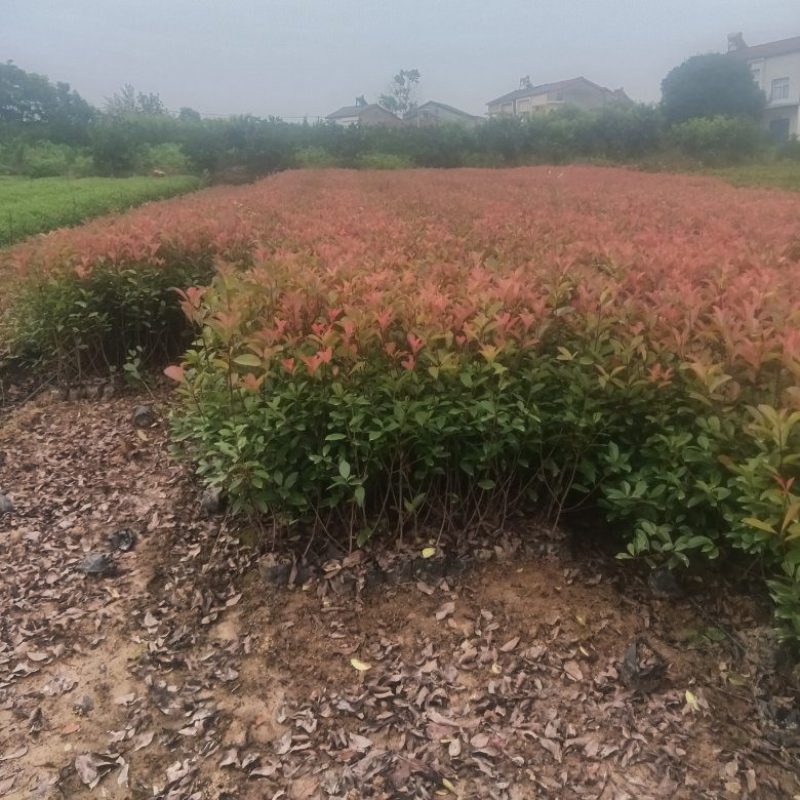 『苗圃直供』湖北宜昌红叶石楠苗自家苗圃货源充足欢迎咨询
