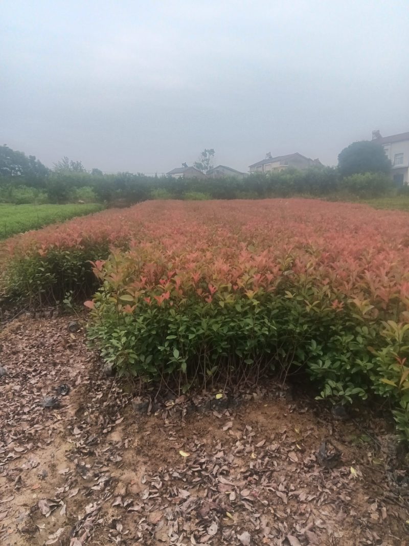 『苗圃直供』湖北宜昌红叶石楠苗自家苗圃货源充足欢迎咨询