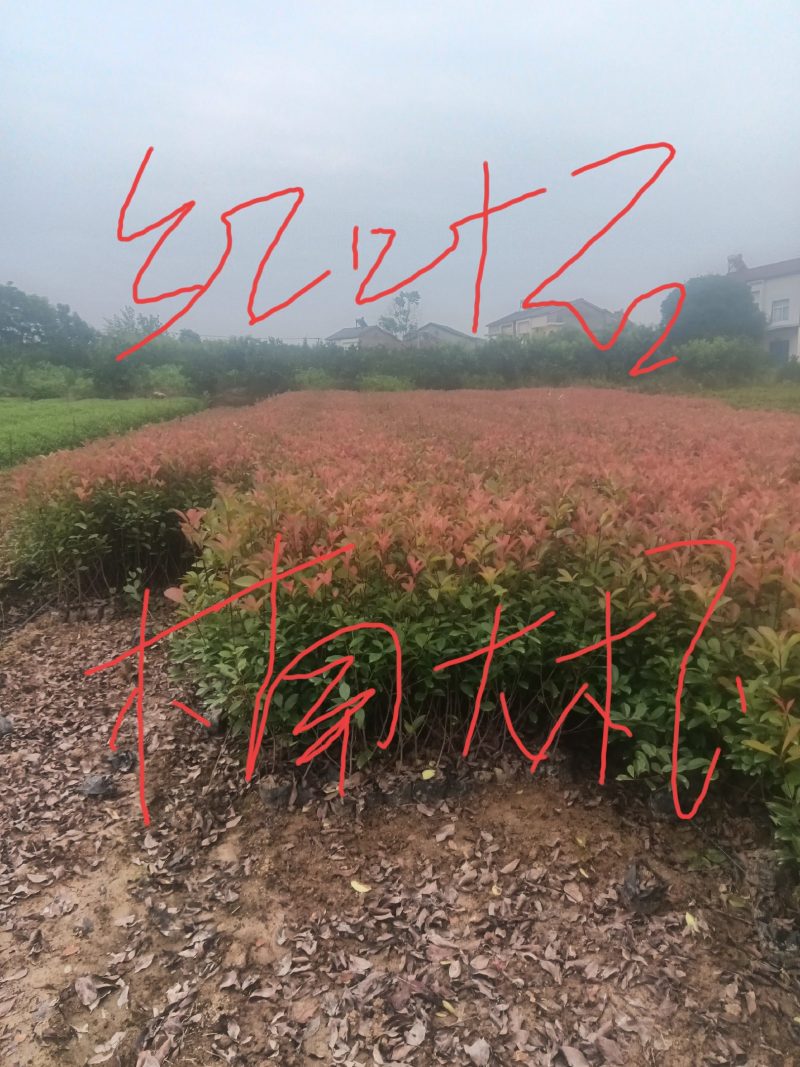 『苗圃直供』湖北宜昌红叶石楠苗自家苗圃货源充足欢迎咨询