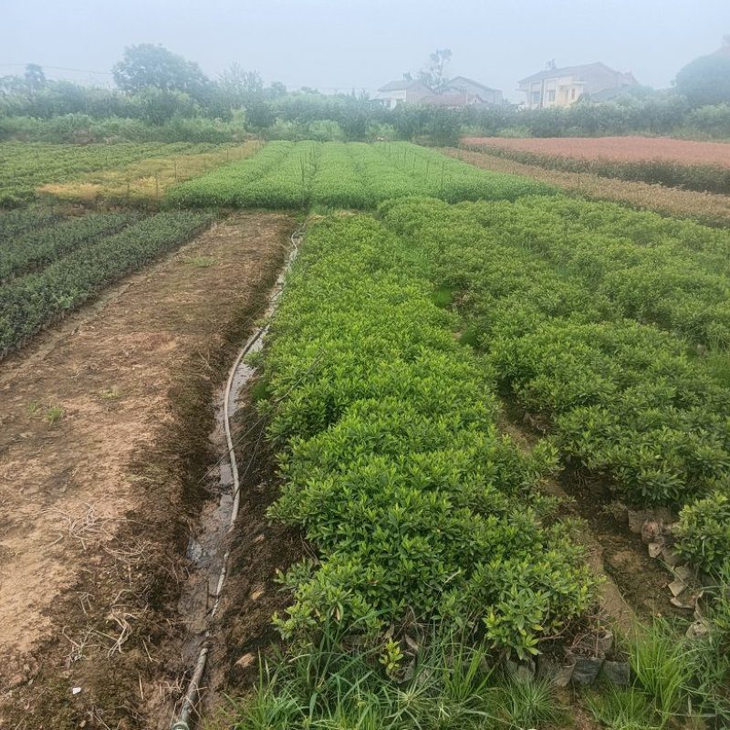 【四季常青】湖北毛鹃苗工程苗绿化苗圃直供欢迎咨询