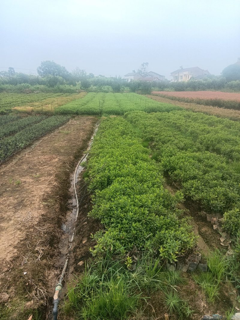 【四季常青】湖北毛鹃苗工程苗绿化苗圃直供欢迎咨询