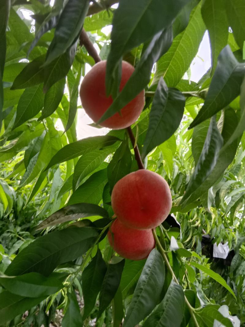 毛桃纸袋