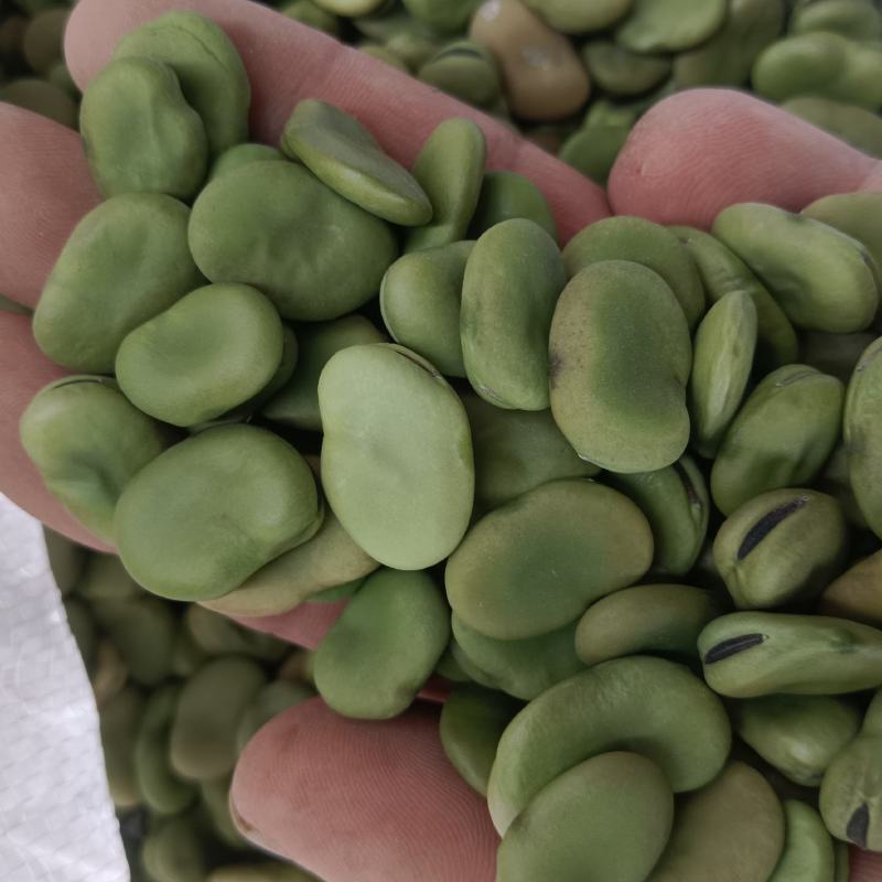 商丘干蚕豆米！