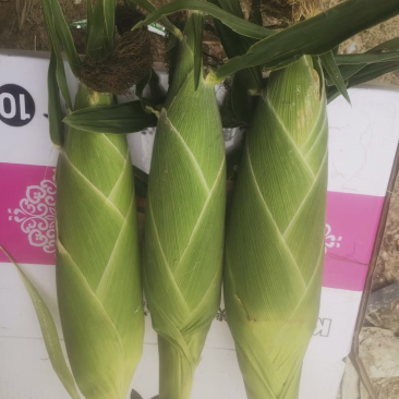 太阳花黄甜玉米，产地直销，货量充足