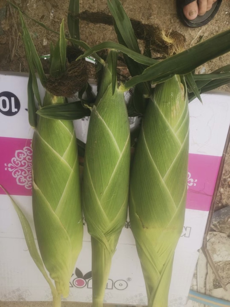 太阳花黄甜玉米，产地直销，货量充足
