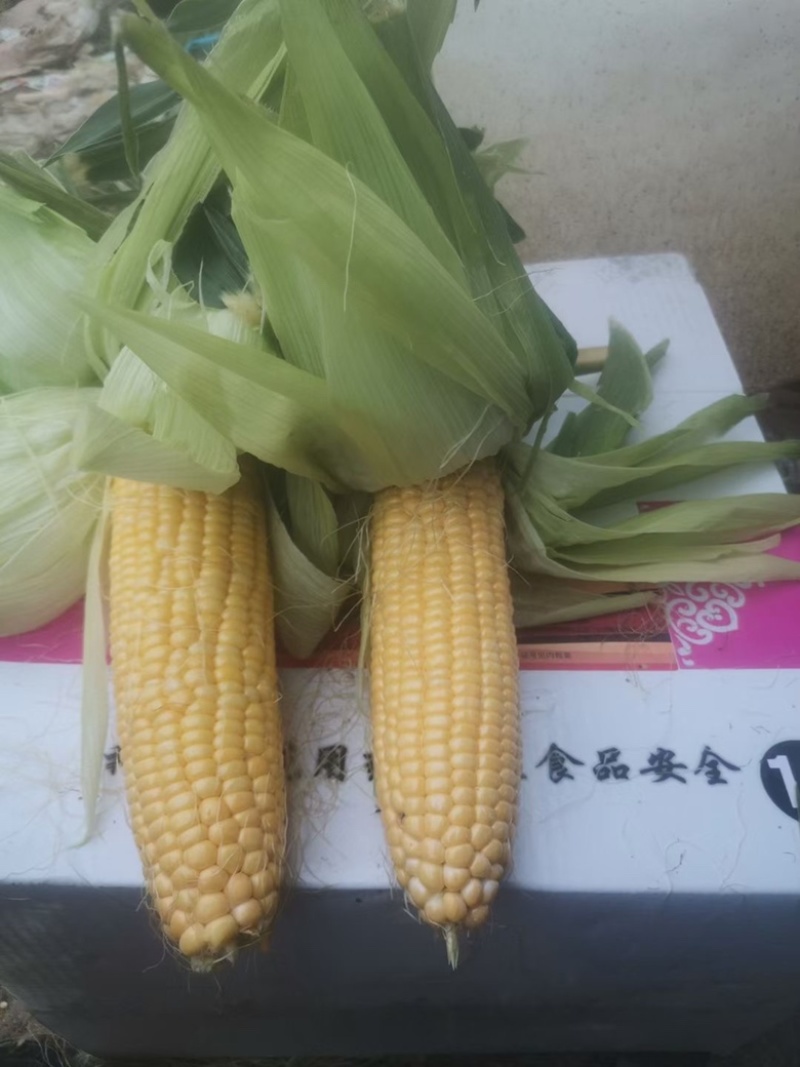 太阳花黄甜玉米，产地直销，货量充足