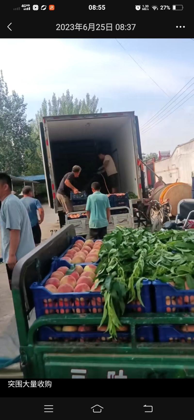 桃