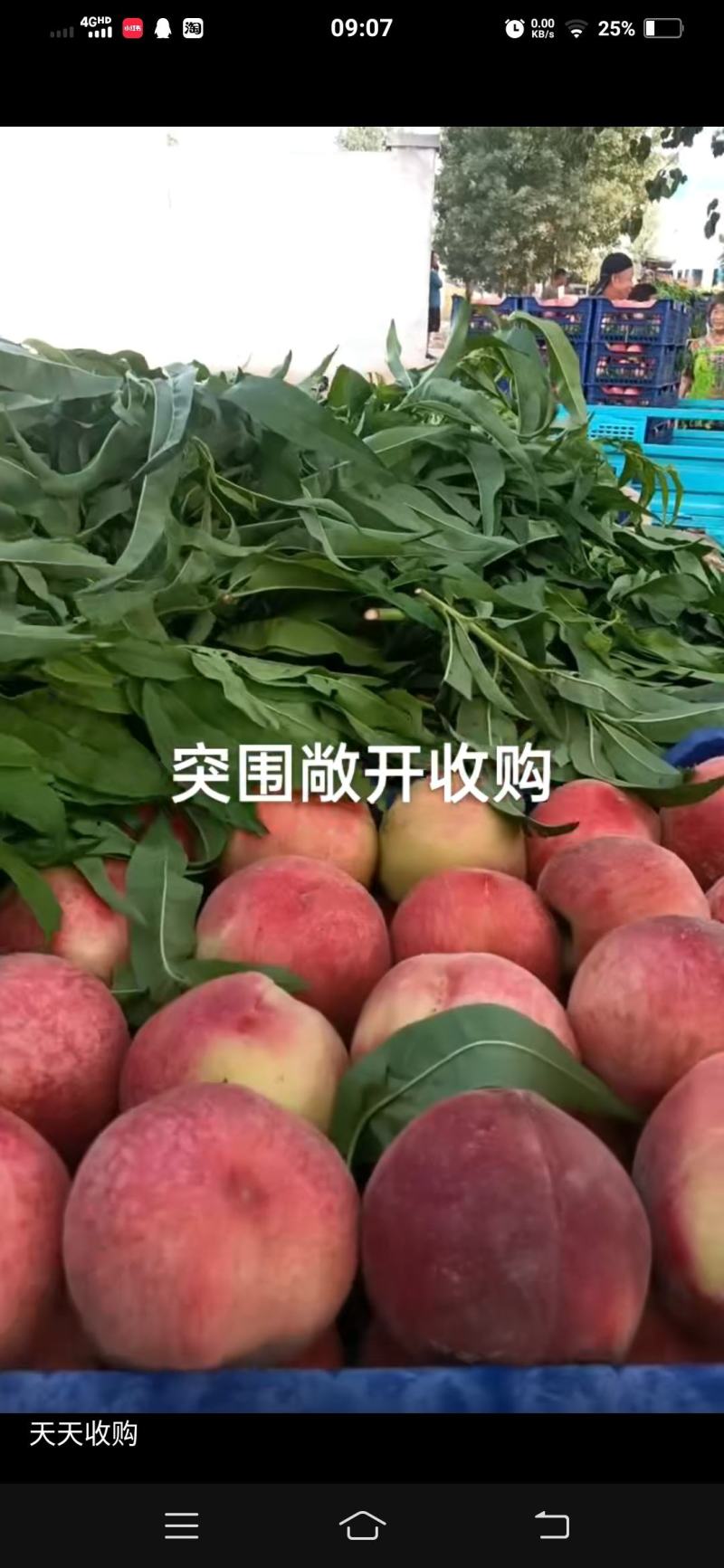 桃