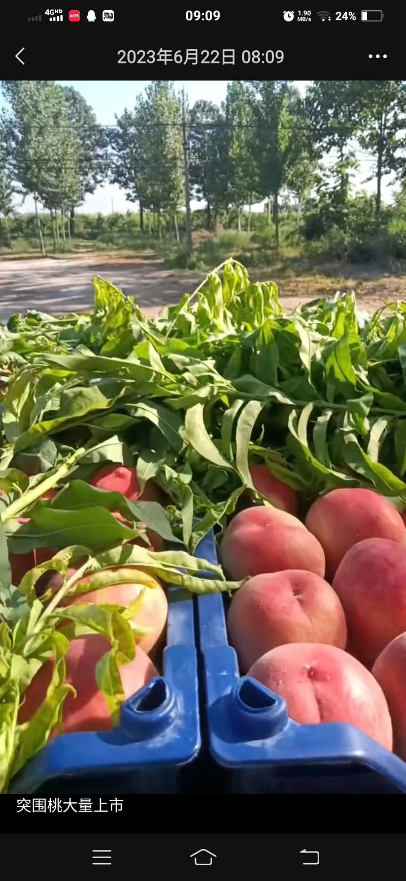 桃