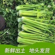 [热卖]陕西榆林新鲜芹菜西芹大量供应专业代办