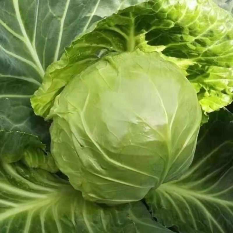 [推荐]陕西榆林甘蓝圆包菜专业代办诚信经营