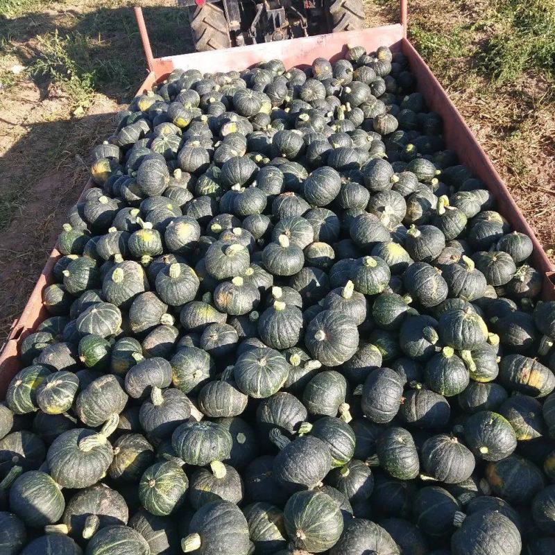 板栗南瓜精品绿南瓜大量上市质量好对接商超市场批发