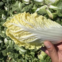 基地娃娃菜