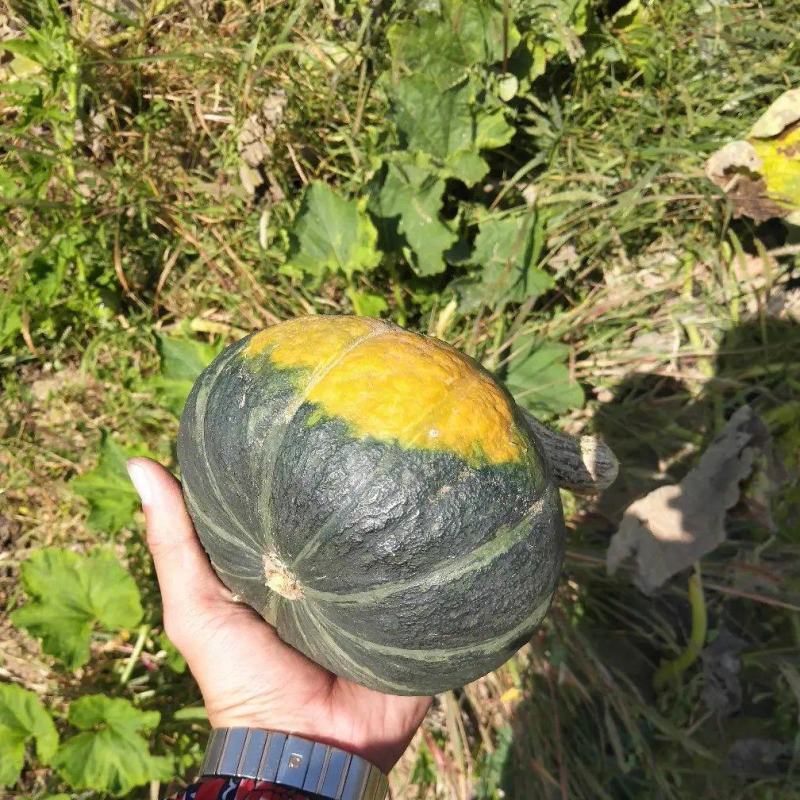 精品板栗南瓜大量供应中质量保障对接电商超市市场等