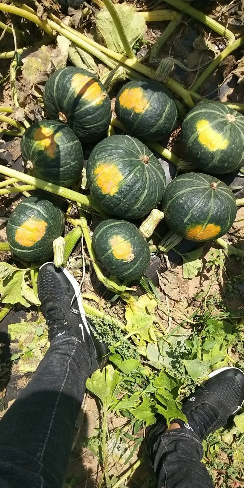 精品板栗南瓜大量供应中质量保障对接电商超市市场等