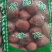 铁树果铁树子无硫干货欢迎选购！量大从优！