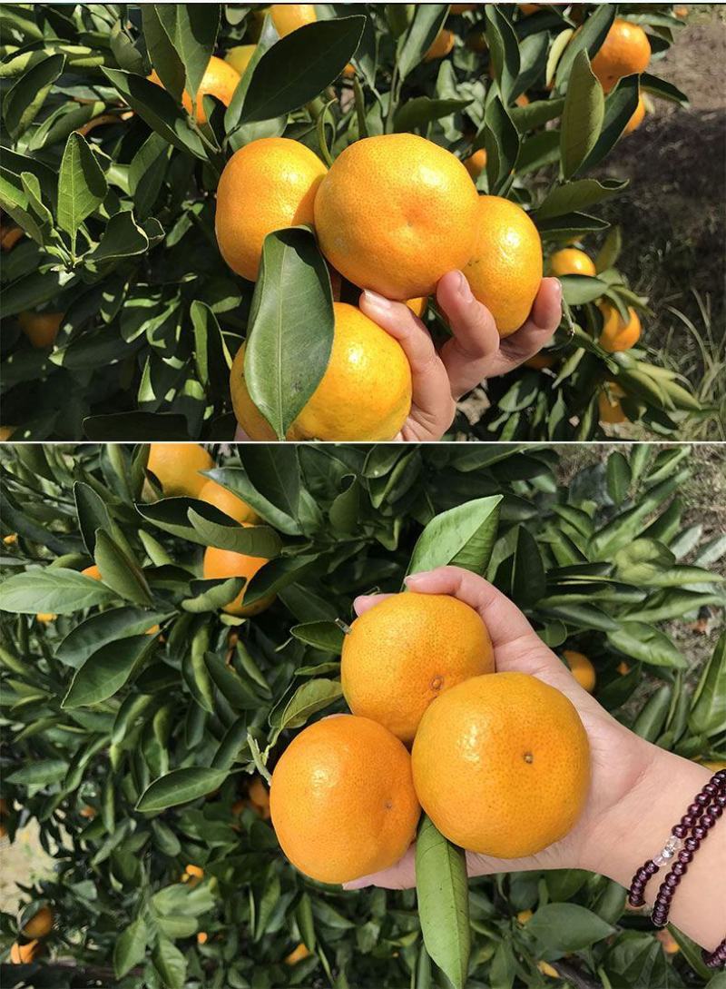 云南精品蜜橘