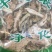 仙人掌干货仙人掌欢迎选购！量大从优！