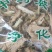 仙人掌干货仙人掌欢迎选购！量大从优！