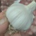 山东46瓣大蒜原料供应精品白皮蒜46瓣干皮杂交蒜蒜米原料