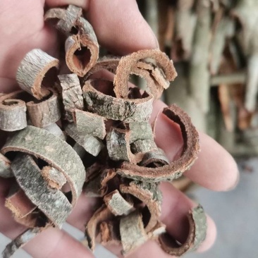 厚补皮皮丝