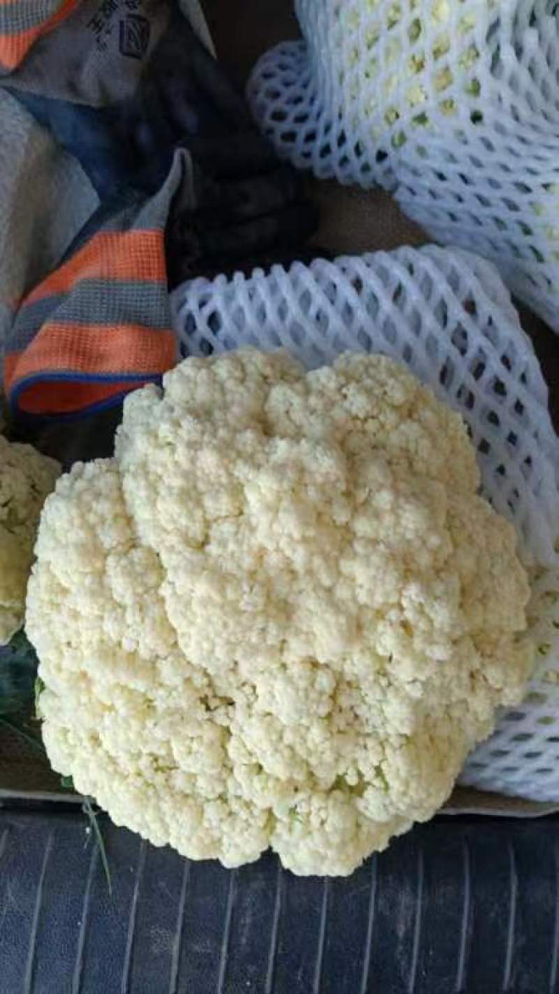 精品散花松花菜大量上市，品质保证，精选，量大从优，货源稳定
