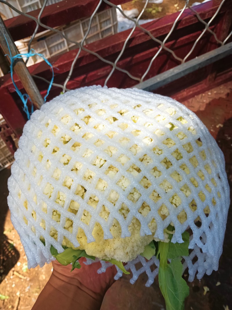 精品散花松花菜大量上市，品质保证，精选，量大从优，货源稳定