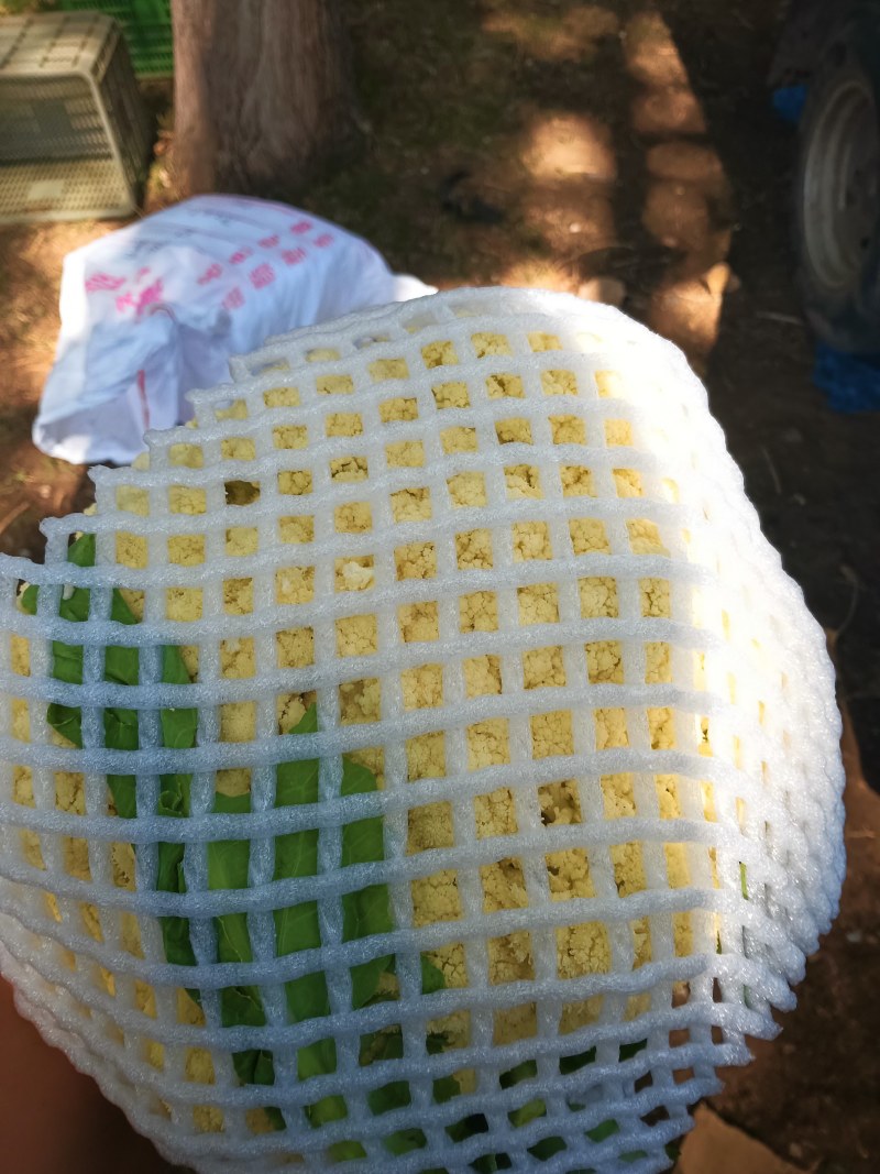 精品散花松花菜大量上市，品质保证，精选，量大从优，货源稳定